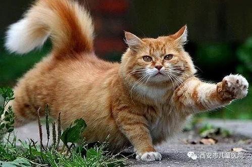 红猫大夲营网,揭秘奇幻冒险世界的魅力所在