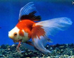 花音栗子金鱼每日大赛,精彩瞬间回顾