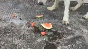 狗吃瓜呕吐,揭秘宠物饮食安全