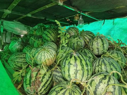 拉萨市吃瓜视频,揭秘当地美食风情