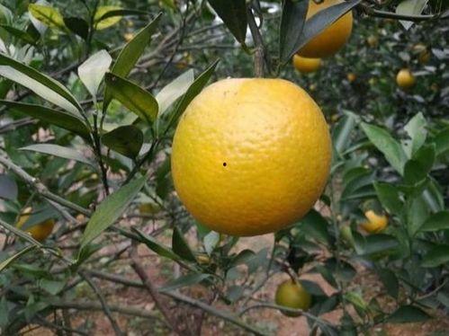 红江橙微头条,探寻橙乡魅力，品味橙果传奇